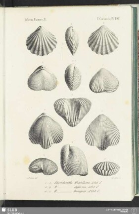 Pl. 498