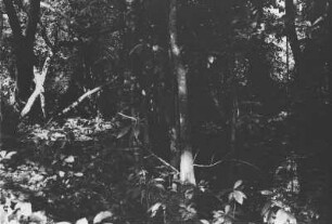 Sumpfwald am Mount Nyangi : Dschungellandschaft