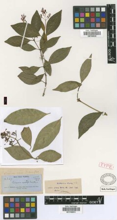 Palicourea crocea (Sw.) Roem. & Schult. var. Griseb. tenuiflora[syntype]