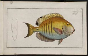 CCVIIIr, Chaetodon Chirurgus