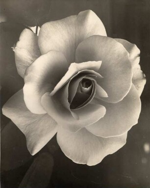 Rosenblüte : Rosenblüte (Rosa polyantha)