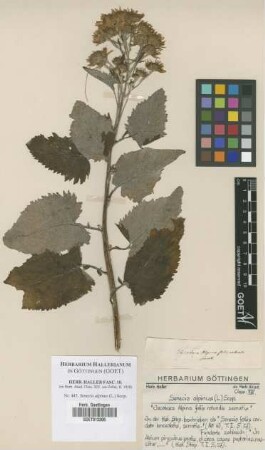 Senecio alpinus (L.) Scop.