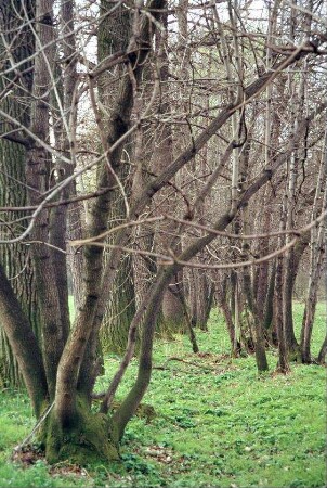 ausgetrocknetes Bachbett hinter dem Ort; Niederwald