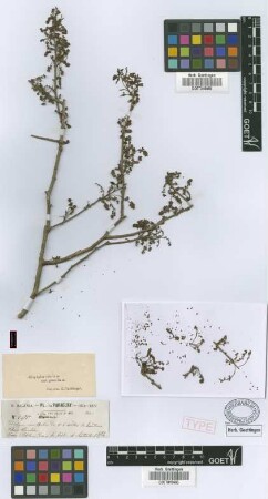 Schmidelia edulis A.St.-Hil., A.Juss. & Cambess.