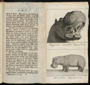 T. VI. Kopf eines männlichen Hippopotame / Die weibliche Hippopotame