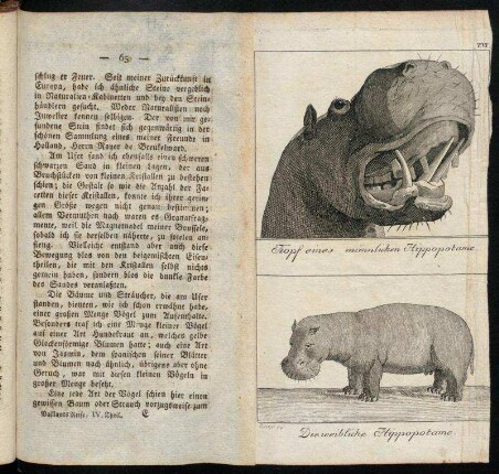 T. VI. Kopf eines männlichen Hippopotame / Die weibliche Hippopotame
