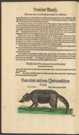 Von einer andern Indianischen Mauß. Mus Indicus. Ein Indianische Mauß.