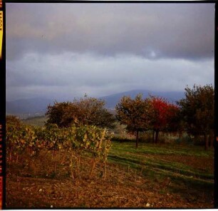 Müllheim, Reggenhag: herbstliche Landschaft, Rebstöcke mit herbstlichem Laub