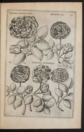 Taf. 37. [Rosa]