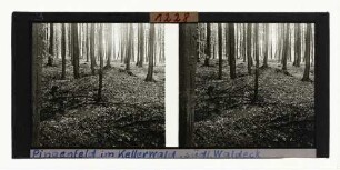 Pingenfeld im Kellerwald, südliches Waldeck