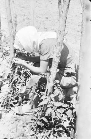 Plovdiv: landwirtschaftliche Versuchsanstalt, Mädchen in Tomatenkulturen, groß, beim Befruchten mit Pinzette