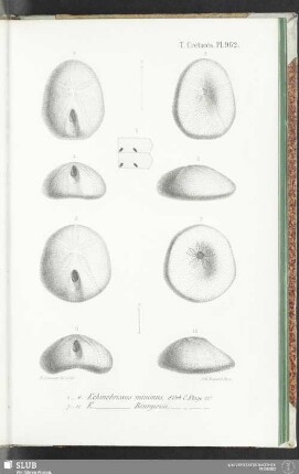 Pl. 962