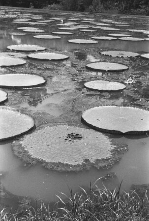 Victoria Regia : Gewässer mit Seerosenblättern