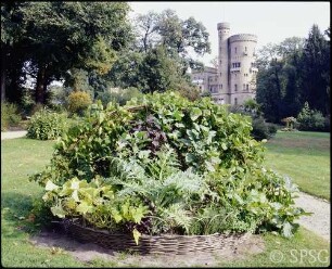Potsdam, Park Babelsberg, Pleasureground, Blick auf Korbbeet mit Grünpflanzen.