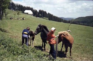 Pferde und Kühe mit Kindern auf einer Koppel am Rinken