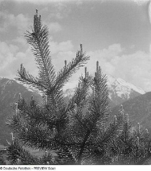 Nadelbaum in den Alpen