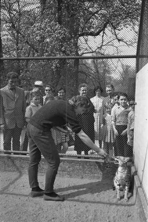 Fütterung der Geparden im Karlsruher Zoo.
