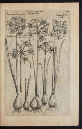 Taf. 24. [Narcissus]