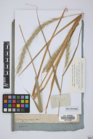 Elymus canadensis L.