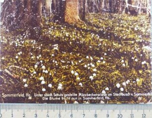 Postkarte, Sommerfeld (Lubsko)