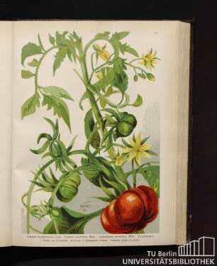 Solanum Lycopersicum Linné. Solanum esculentum Miller. Lycopersicum esculentum Miller. Paradiesapfel.