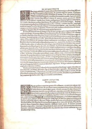 Capvt Octavvm, De talpæ sceleto.
