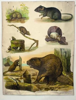 Feldmaus, Hausmaus, Wanderratte, Bieber