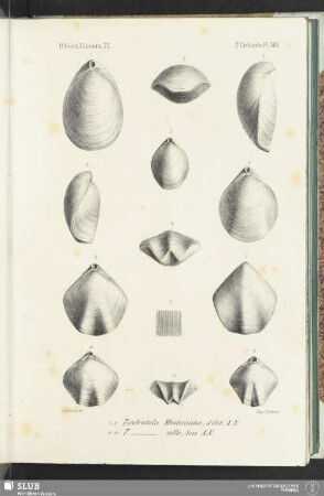 Pl. 510