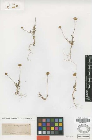 Anthemis rascheyana Boiss. [type]
