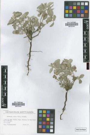 Melhania ovata (Cav.) Spreng.