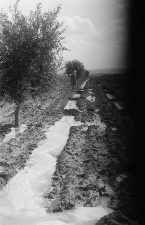Olivenplantage (Libyen-Reise 1938)