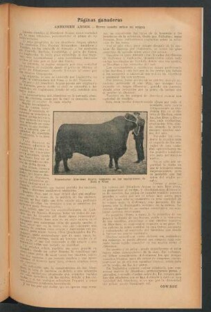 Páginas ganaderas : Aberdeen Angus.- Breve reseña sobre su origen