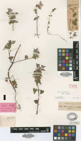Lamium moschatum Mill. var. Griseb. pictum[holotype]