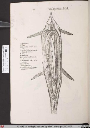 [Anatomie eines Fisches]