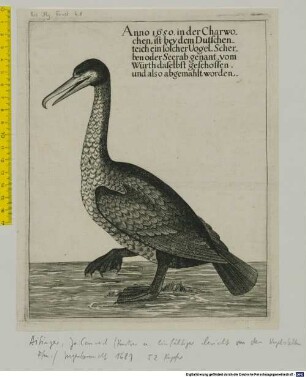 Anno 1650. in der Charwochen, ist bey dem Dutschenteich ein solcher Vogel, Scherben oder Seerab genant, vom Würth daselbst geschossen, und also abgemahlt worden