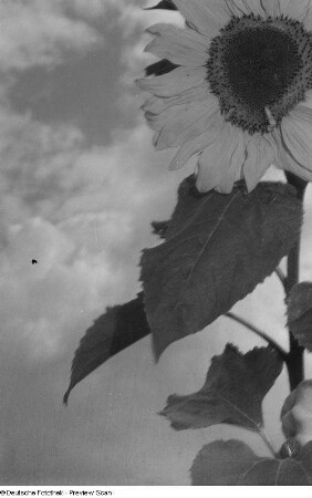 Sonnenblume (mit Blitz fotografiert)