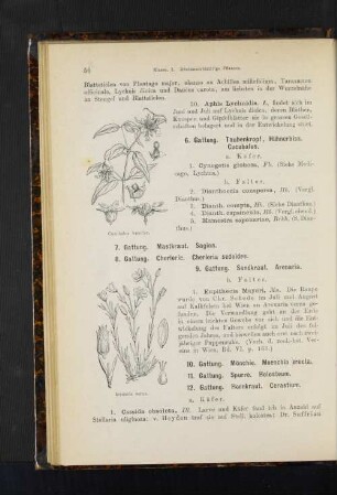 9. Gattung. Sandkraut. Arenaria.