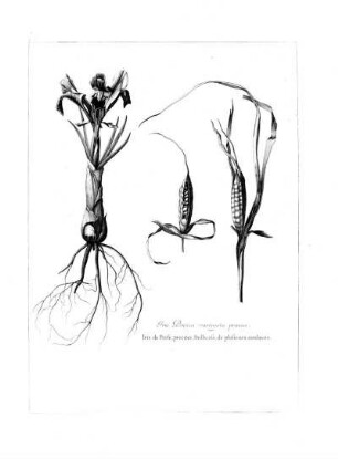 Iris Persica, Variegata, Praecox