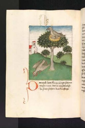 Der Vogel im Nest und der tote Vogel unterm Baum; (Kapitel X: Von König Sedras)