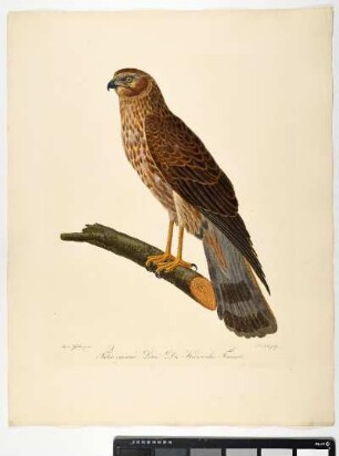 Falco Cyaneus. Linn. Die Kornweihe. Femina. - Kornweihe. Circus cyaneus; fem. - Zeichner: Ambrosius Gabler; Stecher: Johann Carl Bock