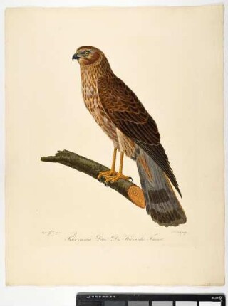 Falco Cyaneus. Linn. Die Kornweihe. Femina. - Kornweihe. Circus cyaneus; fem. - Zeichner: Ambrosius Gabler; Stecher: Johann Carl Bock