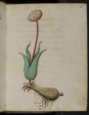 Siegwurz-Lauch (Allermannsharnisch, Allium victorialis L.)