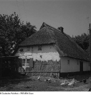 Reetgedecktes Haus mit Gänsen und Hühnern