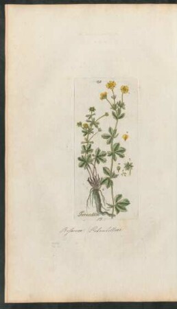 135. Tormentilla erecta