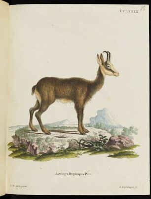 CCLXXIX. Antilope Rupicapra Pall.