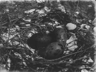 Möweneier : Nest einer Raubmöwe mit einem Gelege von drei Eiern auf Neuwerk
