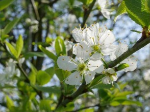 Mirabelle von Nancy oben im Apfelgarten - Baum 43