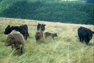 Galloway-Rinder auf einer Weide