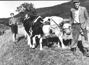 Eifel. Oberes Ahrtal. Ochsengespann bei der Feldarbeit