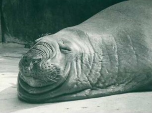Zoo Berlin: See-Elefant